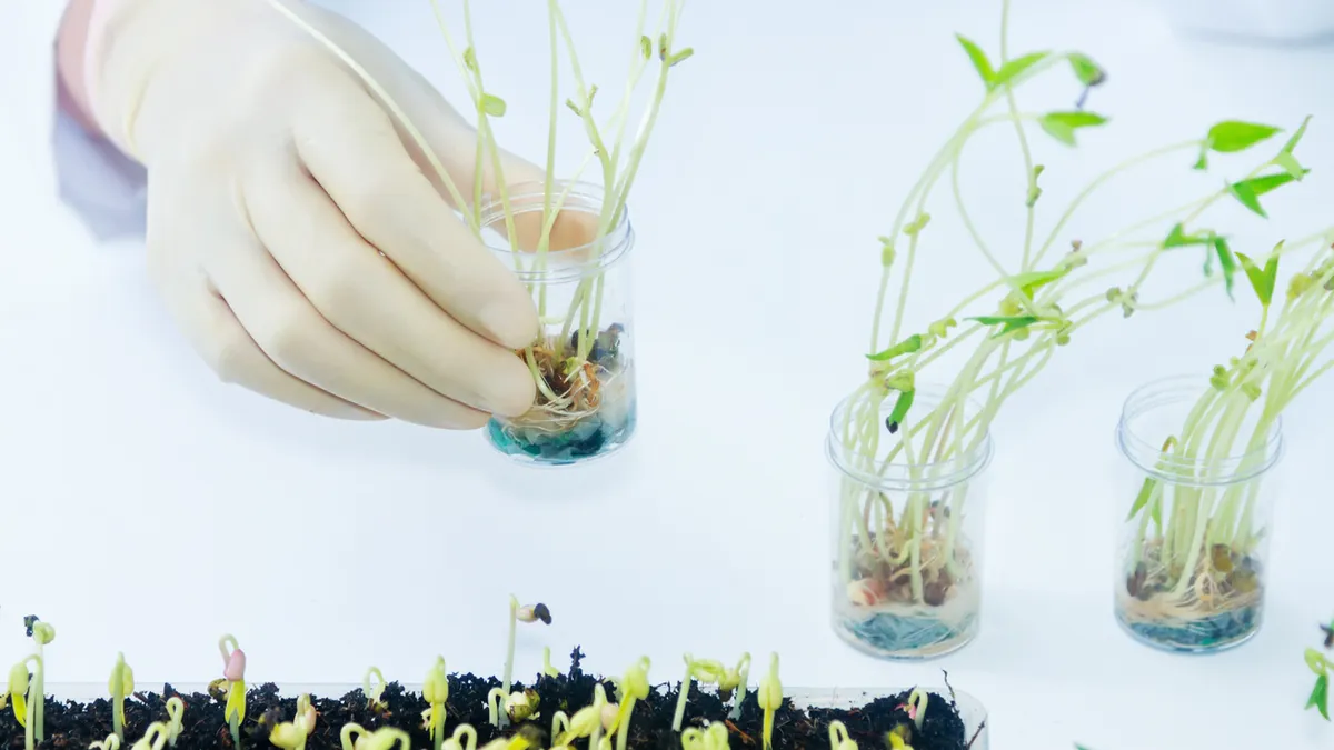 Malgré un accord en trilogue, les nouvelles techniques génomiques sont encore loin des champs européens